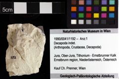 Foto (Objket + Etiketten) von Decapoda indet. 